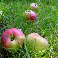 Яблоки на траве :: Елена Шемякина