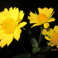 Цветы :: Леночка Любимова