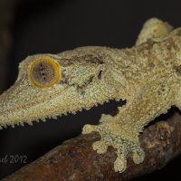 Мадагаскарский плоскохвостый геккон - Uroplatus sikorae :: Евгений 