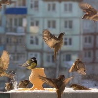 Переполох :: Николай Дьяконов 