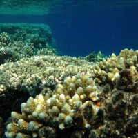 Коралловый риф :: Андрей Кулаков