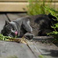 Лапы не держат. Результат неумеренного употребления валерианы... :: Алёна Михеева