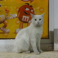 Белый кот :: Андрeй Владимир-Молодой