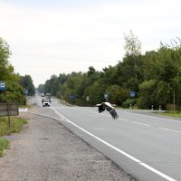 Аист перелетает дорогу (для нас это редкость) :: Яна Демьянова