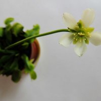 Dionaea muscipula :: Алексей Гладышев