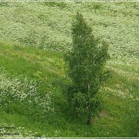 БЕРЕЗКА :: Валерий Викторович РОГАНОВ-АРЫССКИЙ