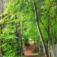 Прогулка по лесу, штат Вермонт :: Vadim Raskin
