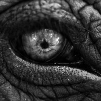 глаз слона :: Мария Майданова