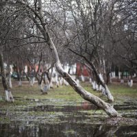 Скоро будет цвести :: Алексей Болдырев