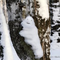 зима весну улыбкою встречает =) :: Евгений Молчанов