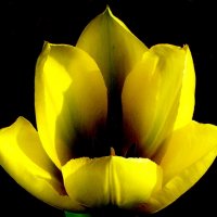 Желтый тюльпан :: Лариса Шмидт
