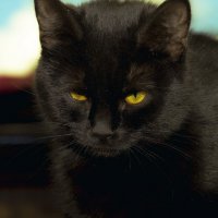 Как обидно быть черным котом... :: Александр Барышев