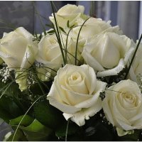 белые розы ласкового мая... :: igor G.