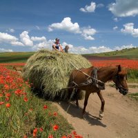 Летний день :: Anatolie Poiata