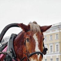 конь :: Андрей Маслов