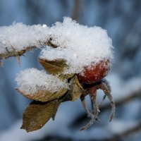 усач.. :: Светлана Кажинская