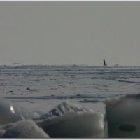 Прогулка во льдах :: Андрей Lyz