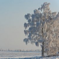 Морозное утро :: Igor Epikhin