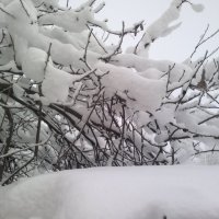 Снег на ветках. :: Павел Михалёв