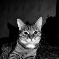 рыжий кот :: Anastasiya Romas