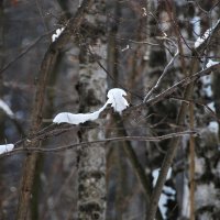 ПОЛЗУНЧИК ВЕТОЧНЫЙ :: Юрий Вовк