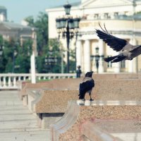 Два ворона :: Сергей Горбенко