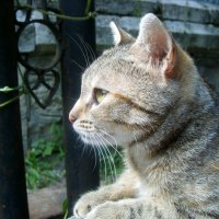 Железноводский кот :: Dr. Olver