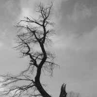 Старое дерево :: Анна Фабульян