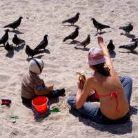 Кормление пляжных птиц :: Александр Скамо