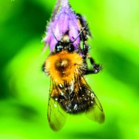 Пчелка :: Ольга Имайкина