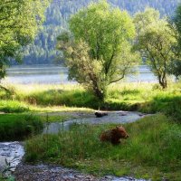 На берегу озера :: Наталья Золотых-Сибирская