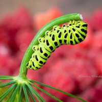 Papilio machaon :: Дмитрий Соколов