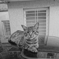 Кот на крыше автомобиля. :: Андрeй Владимир-Молодой