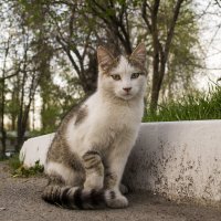 Котейка :: Богдан Петренко