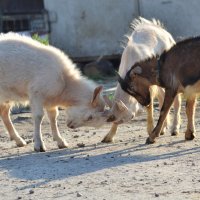 Щас рога заточим и в райцентр на дискотеку... :: Надежда Корнилова