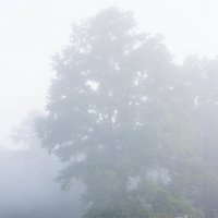 Утренний туман :: Иван Щербина