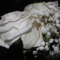 цветы :: Алина Некрасова