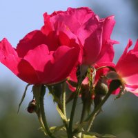 Розы :: Galina Kazakova