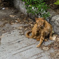 Фотосессия? Нет...блохогонением занимаюсь..... :: АЛЛА Смирнова