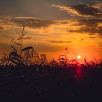закат в кукурузном поле :: Наталья Макарова