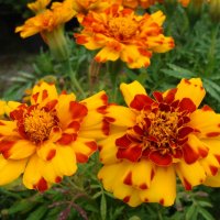 Tagetes :: laana laadas