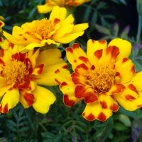 Tagetes :: laana laadas