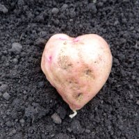 картофельное сердце :: Дмитрий .