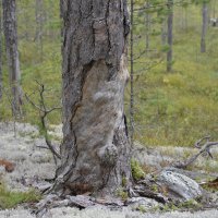 Древо лешего. :: Анатолий Корнилов