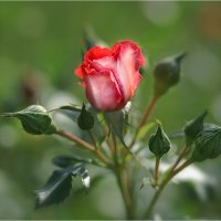 Прекрасна роза, но милей вдвойне пьянящим благородством аромата (Шекспир) :: Алла Allasa