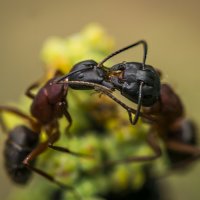 О муравьях.. (макропоцелуй) :: Соня Орешковая (Евгения Муравская)