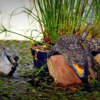 Голодный крокодил :: Ирина Бучева