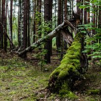 старая береза :: Анатолий Портнов