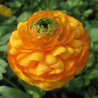 Ranunculus :: laana laadas