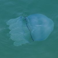 Большая голубая медуза :: Kamyshlov Victor 